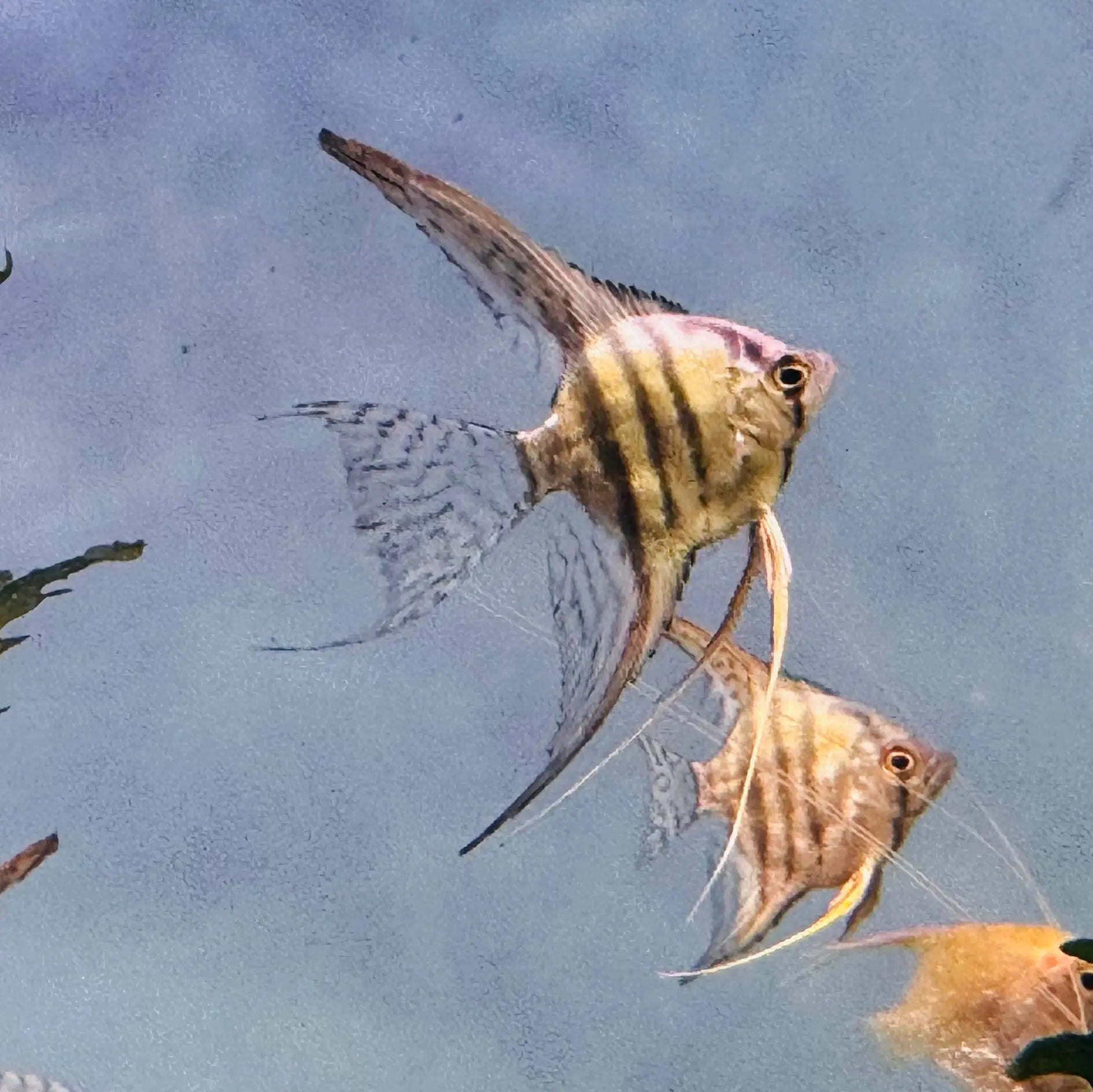 Angel Fish - Blue Saphire Veiltail 4cm Micro Aquatic Shop