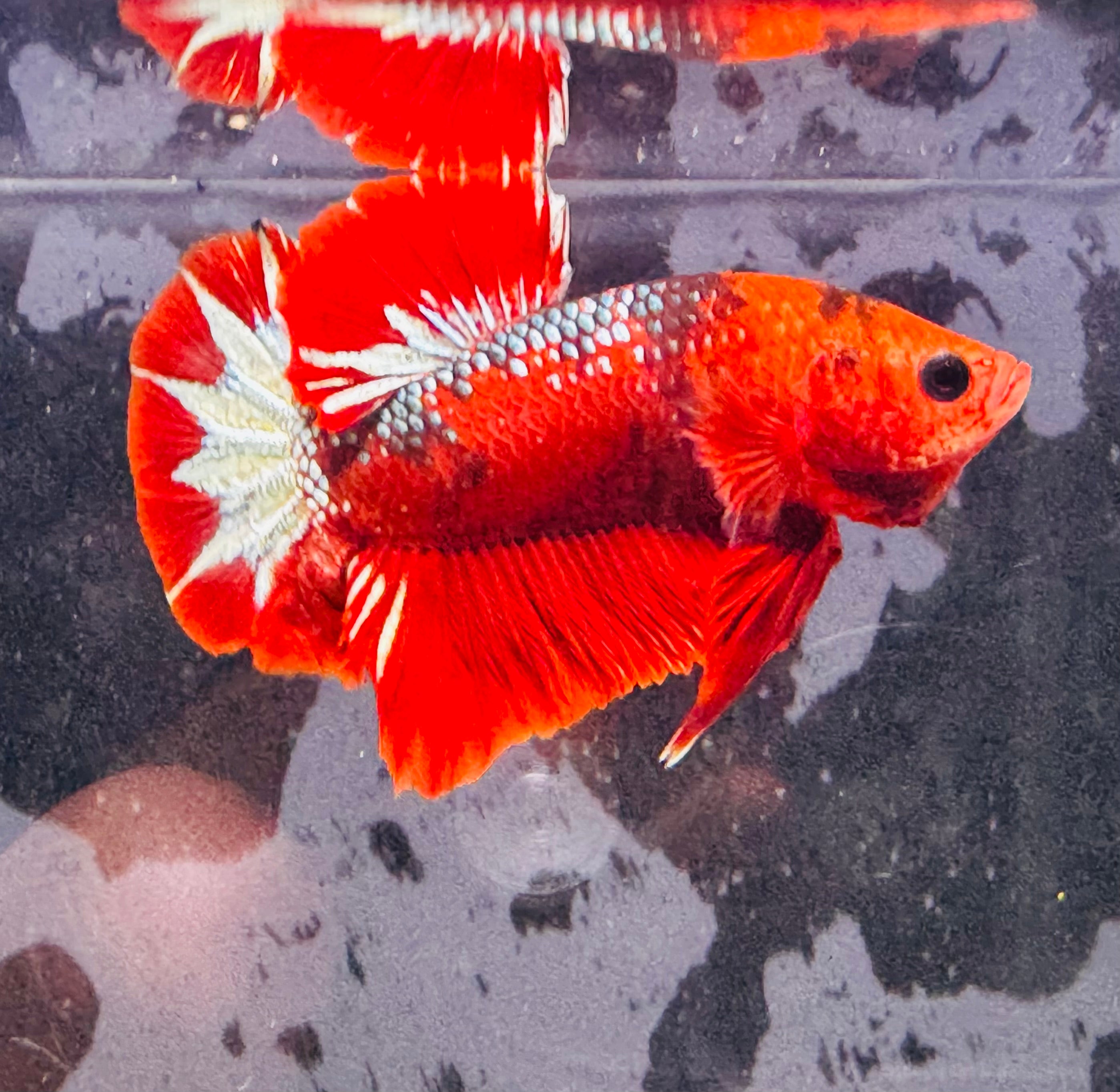 Male Betta-HMPK Hell Boy