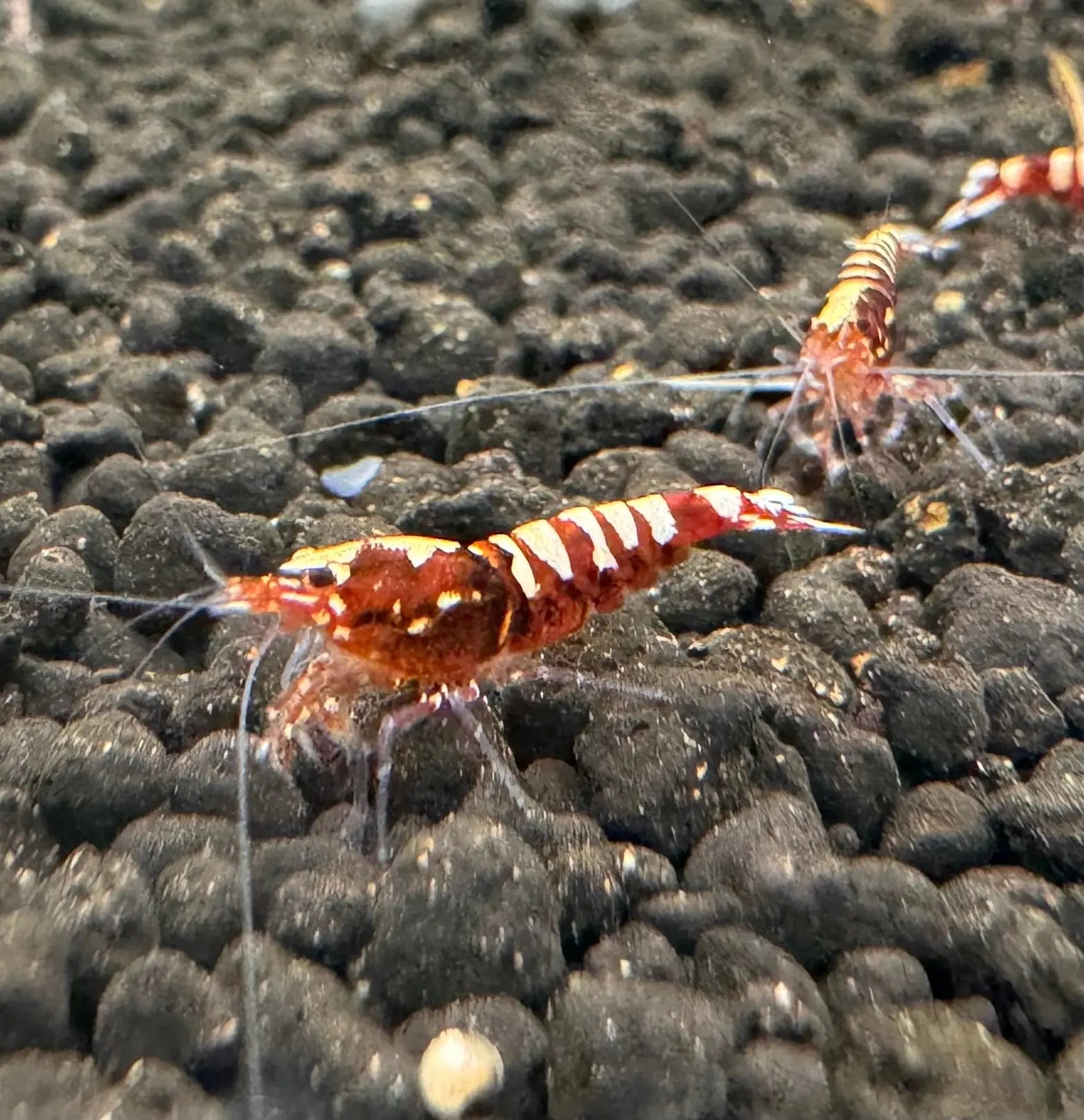 Red Galaxy Snowflake High Grade