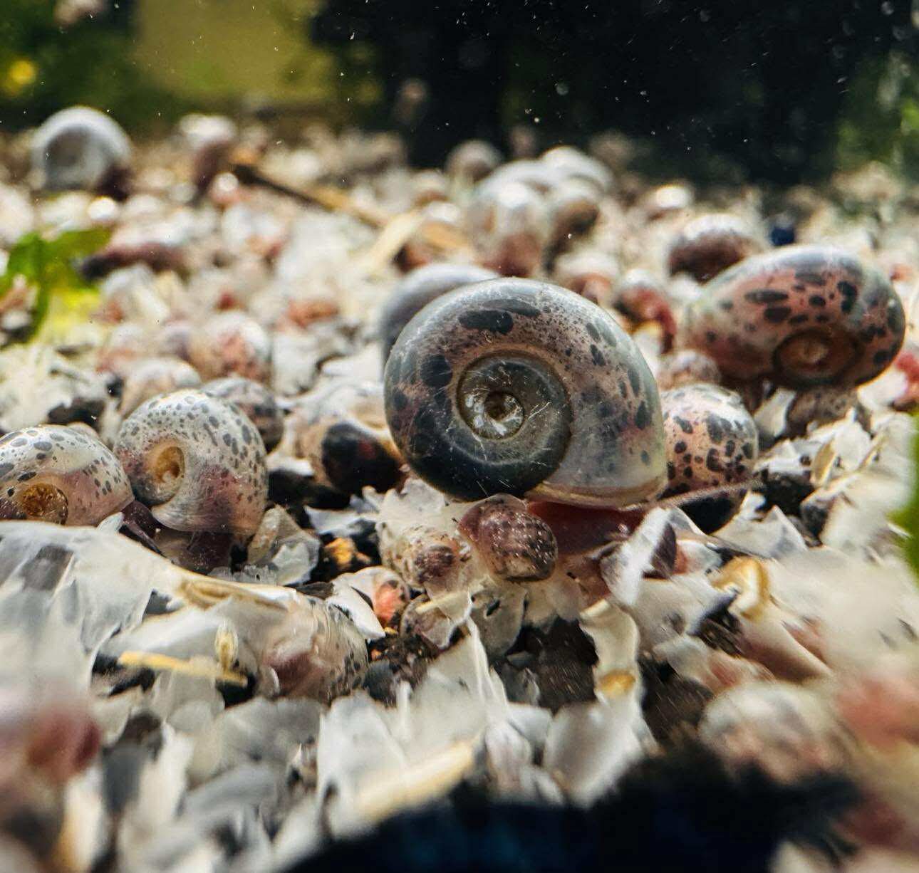 Ramshorn Snail - Blue - Blue leopard