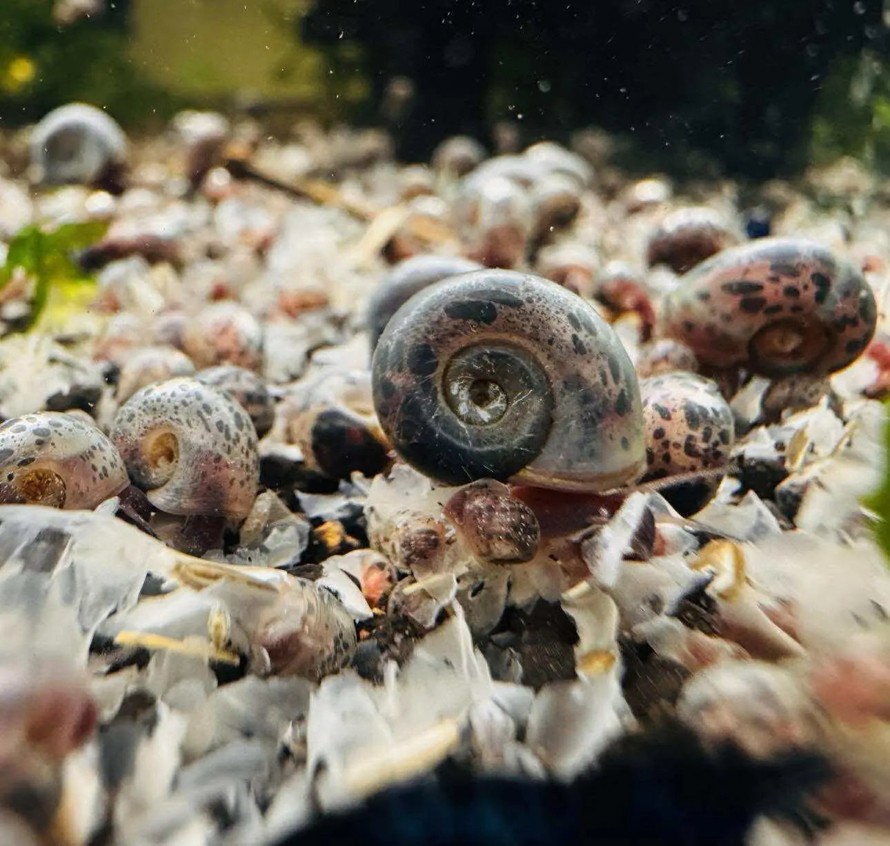 Flash Sale Ramshorn Snail - Blue leopard Micro Aquatic Shop