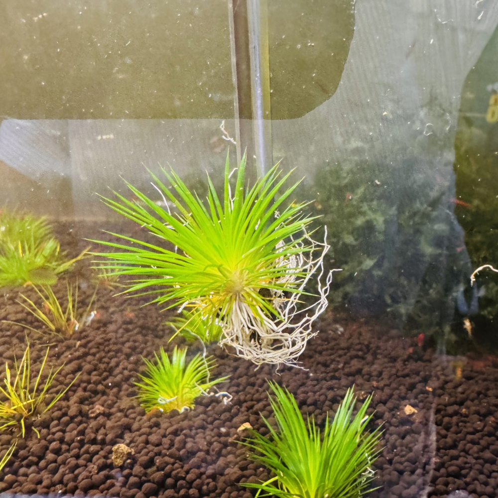 Nano Plant - Eriocaulon ratnagiricum Micro Aquatic Shop