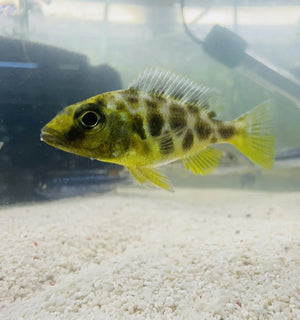 African Malawi Cichlid – Nimbo. Venustus - Giraffee Cichlid 5cm Micro Aquatic Shop