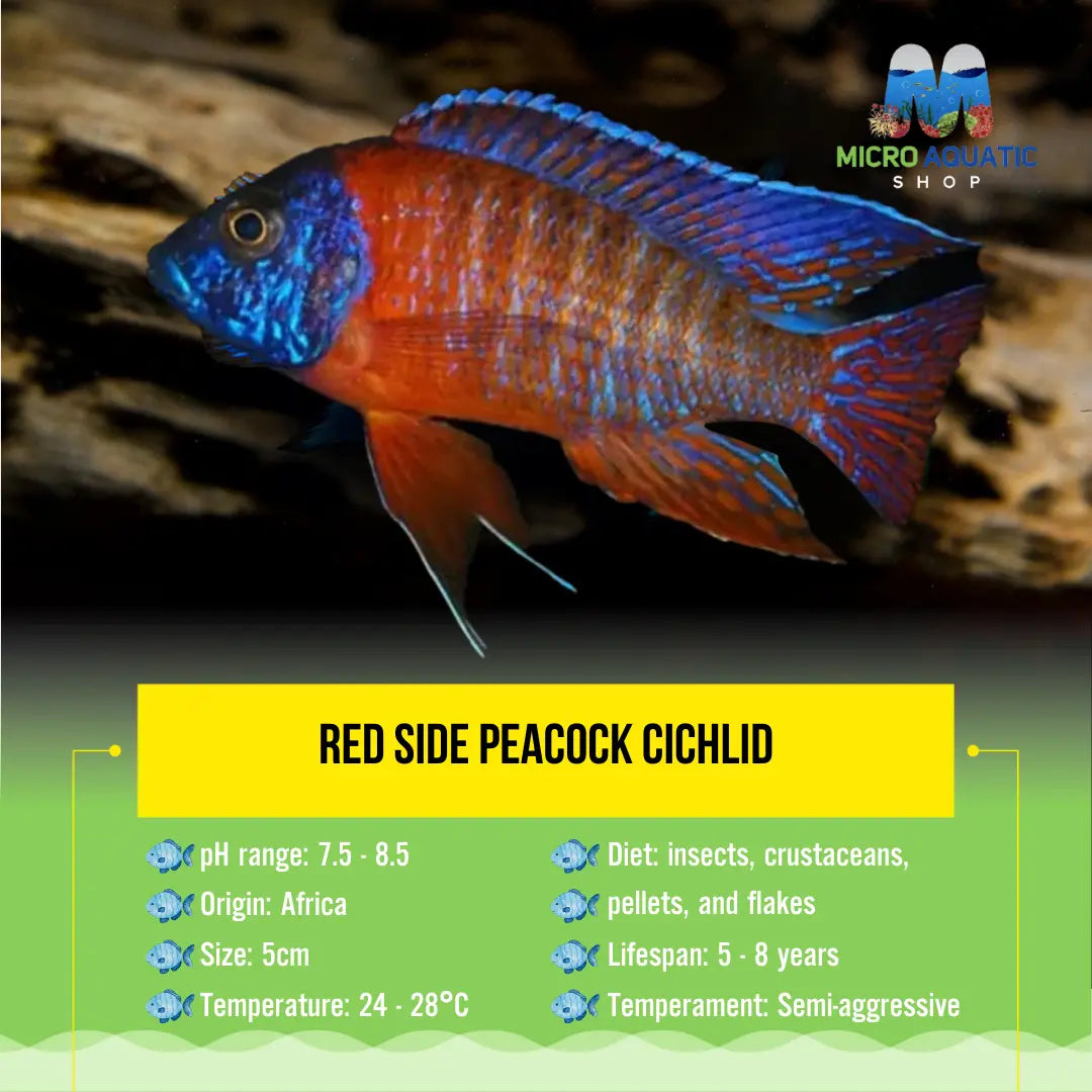 Red Side Peacock Cichlid 5cm – Micro Aquatic Shop