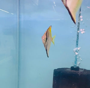 Exotic - Mono Diamond Moonfish 5cm Micro Aquatic Shop