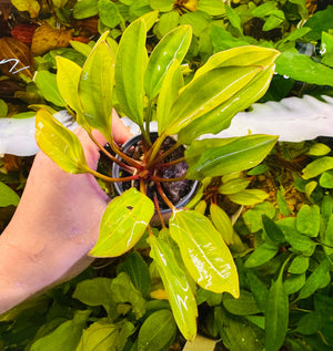 Low Tech Rare- Echinodorus amazon 'Radican“ Micro Aquatic Shop