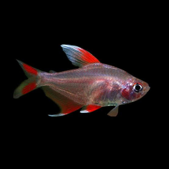 Tetra- White Fin Ornate