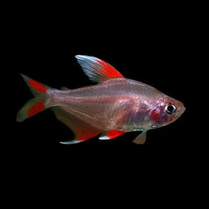 FLASH SALE Tetra- White Fins Ornate Micro Aquatic Shop