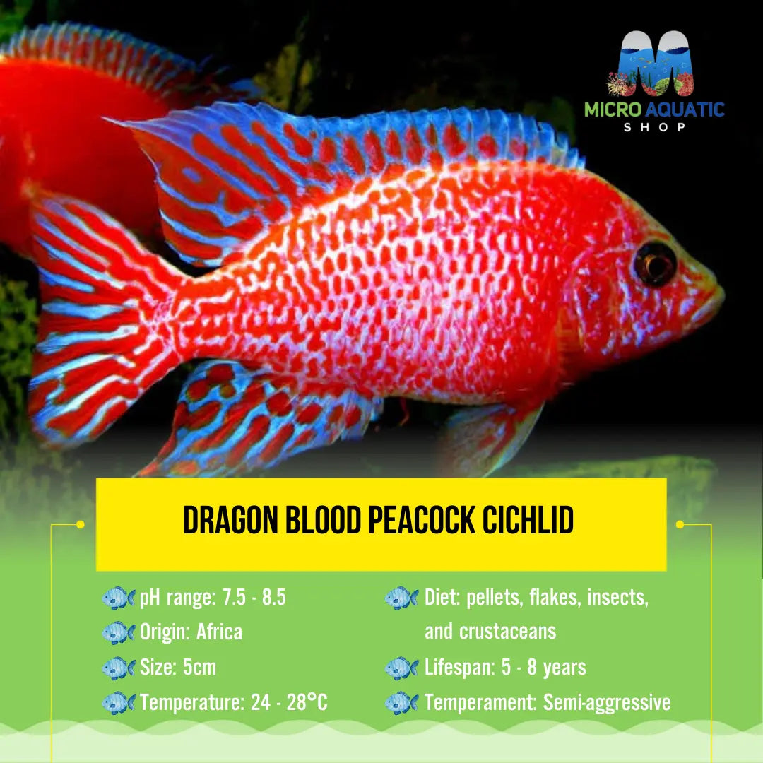 Dragon Blood Peacock Cichlid 5cm Micro Aquatic Shop