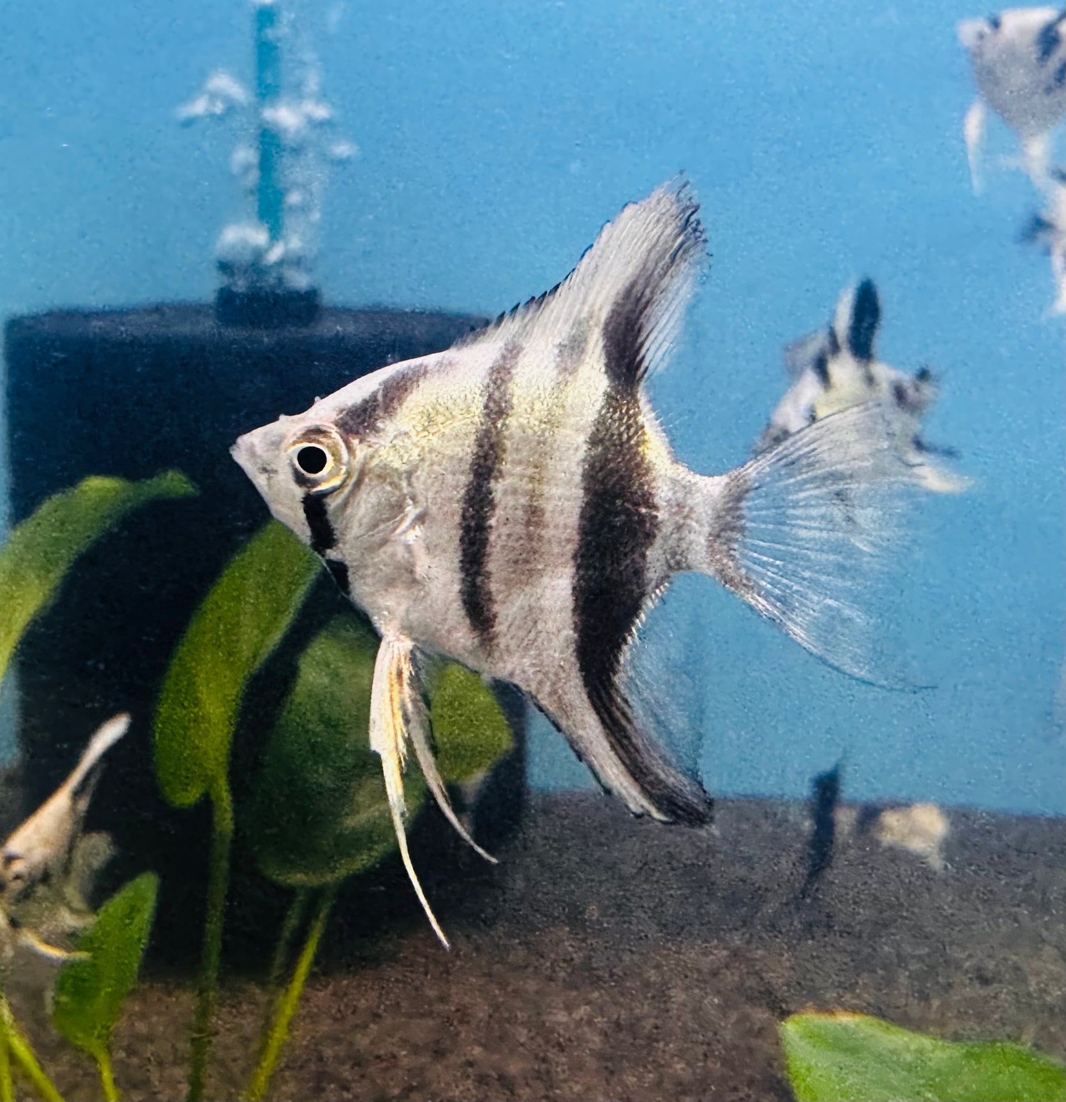 Angel Fish - Blue Pinoy
