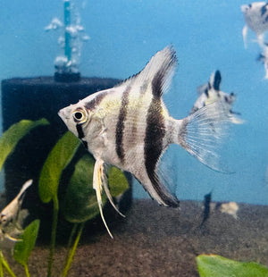 Angel Fish - Blue Pinoy Micro Aquatic Shop