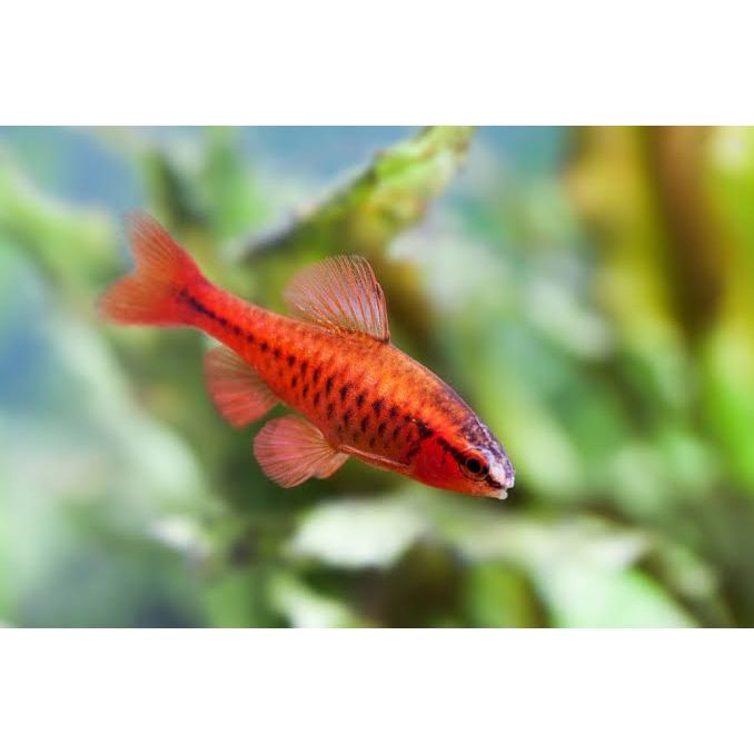 Barb - Cherry 3cm Micro Aquatic Shop