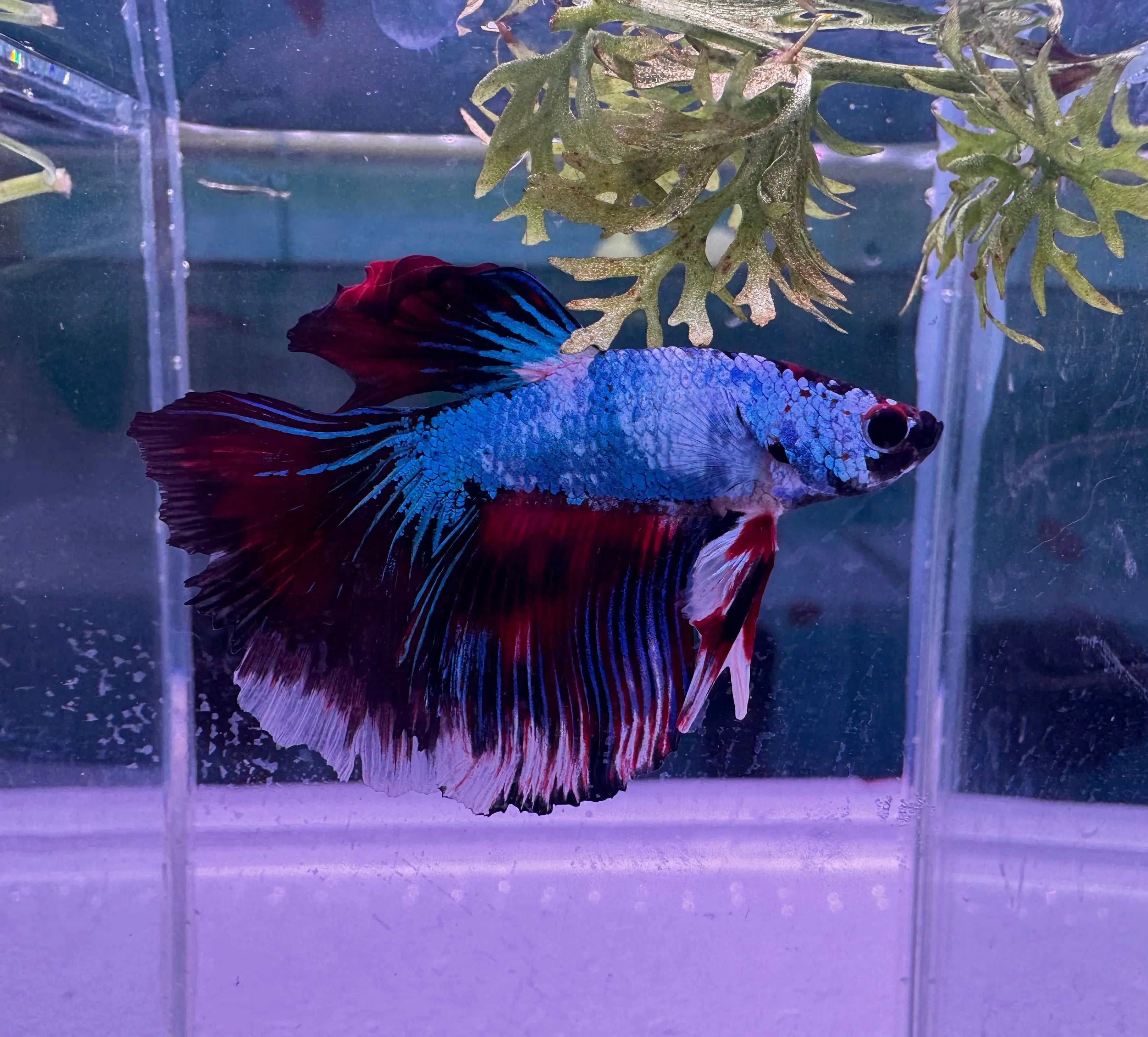 Betta Male - Dark Knight D3 Micro Aquatic Shop