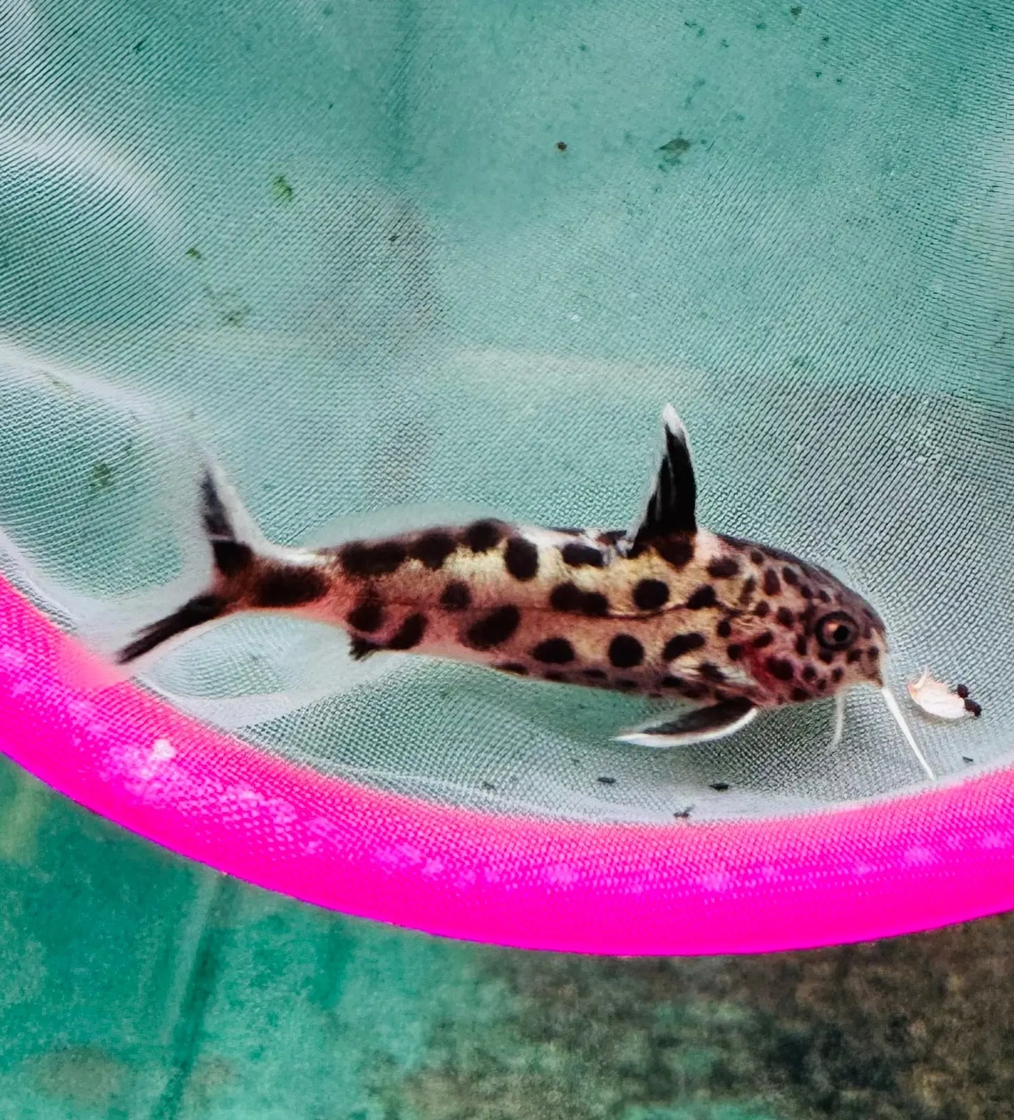 Synodontis multipunctatus - Cuckoo Catfish Micro Aquatic Shop