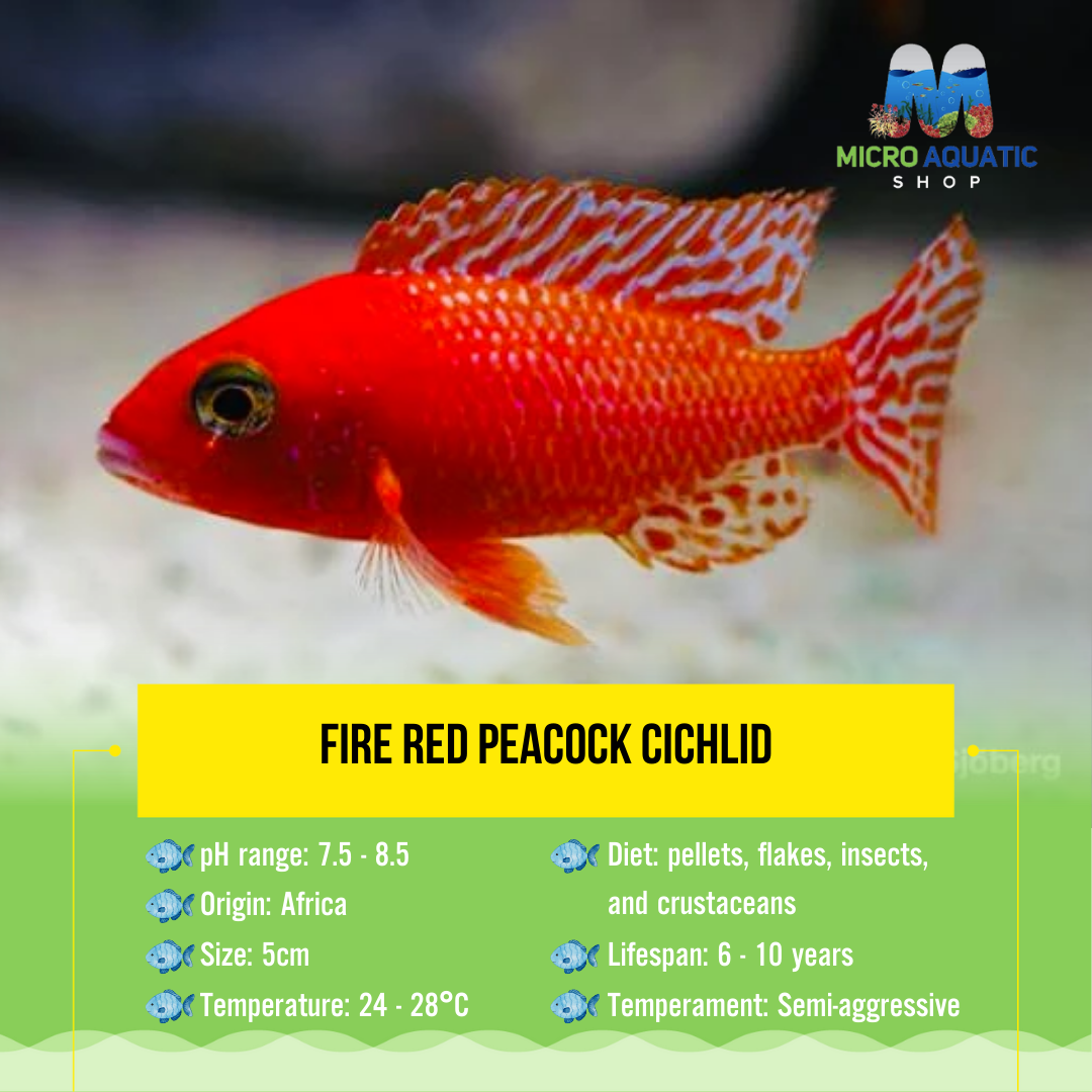 Fire Red Peacock Cichlid 5cm