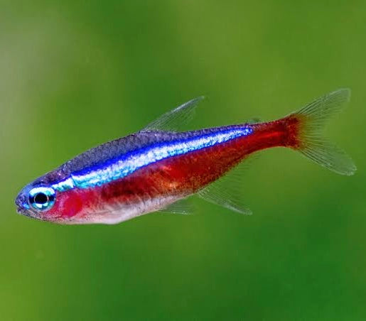 FLASHSALE Cardinal Tetra 2cm