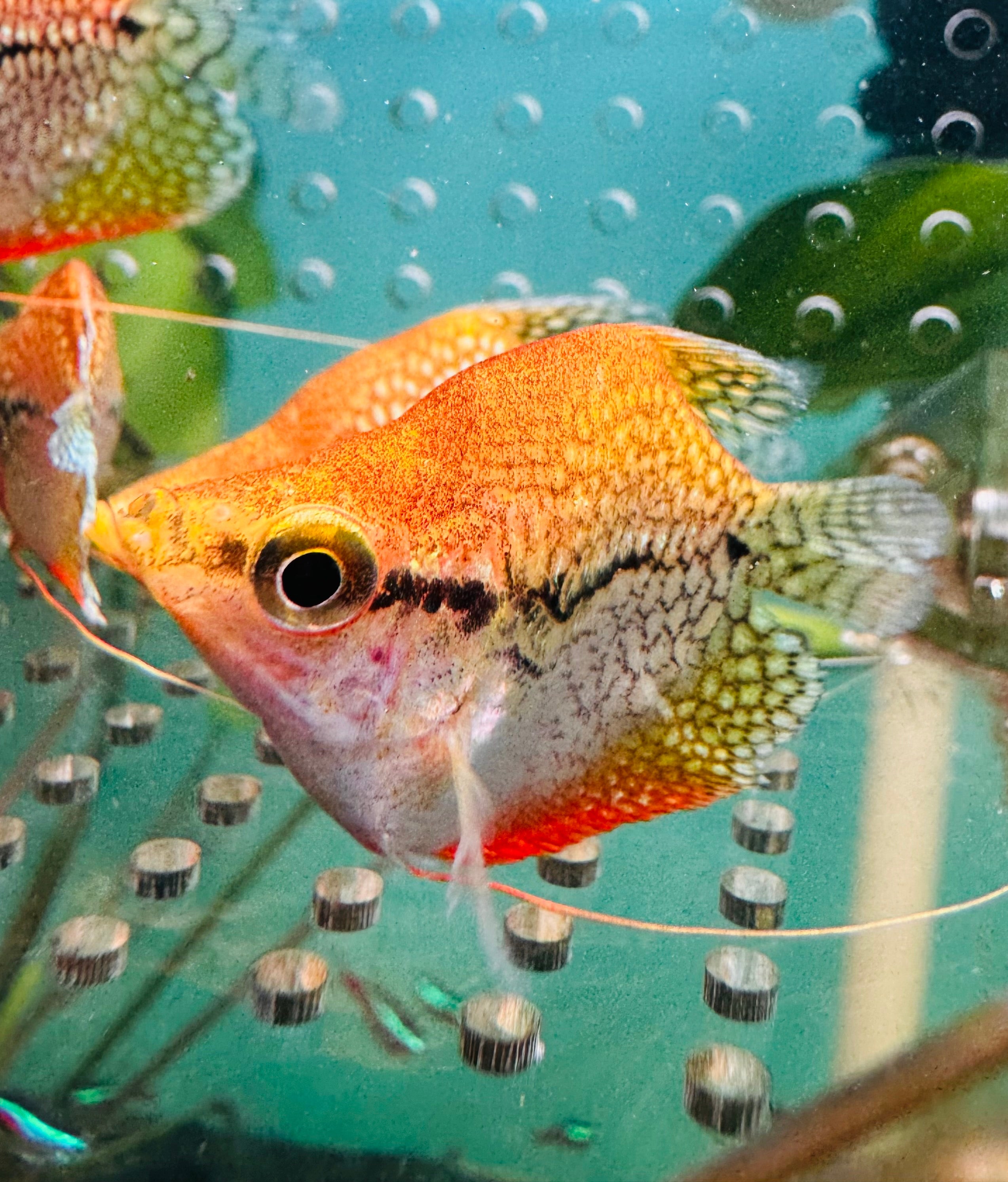 Gourami - Short Body Golden Pearl 4cm Micro Aquatic Shop