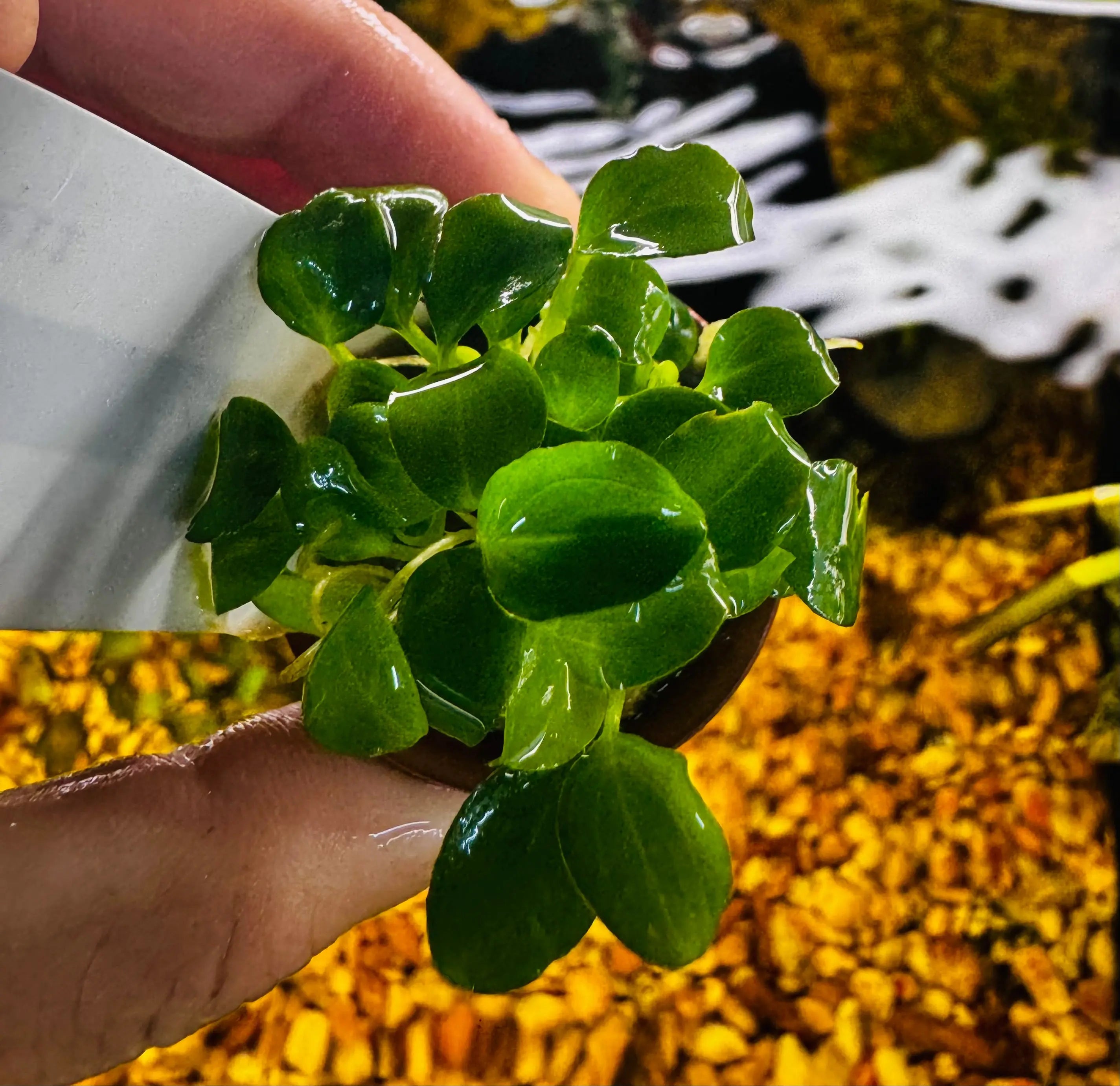 Unique - Schismatoglottis prietoi Micro Aquatic Shop