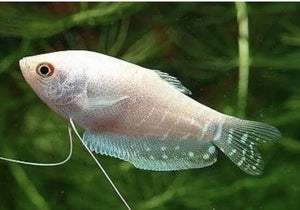 Gourami - Platinum 5cm Micro Aquatic Shop
