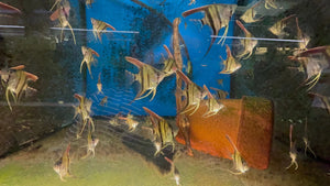 Angel Fish - Amanpa Redback Juvies 3cm Cutie Micro Aquatic Shop