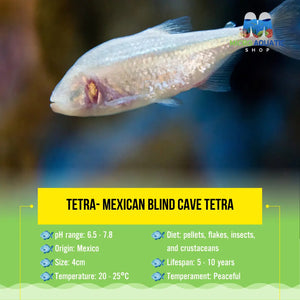 Tetra- Mexican Blind Cave Tetra 4cm Show Micro Aquatic Shop