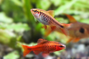 Barb - Cherry 3cm Micro Aquatic Shop