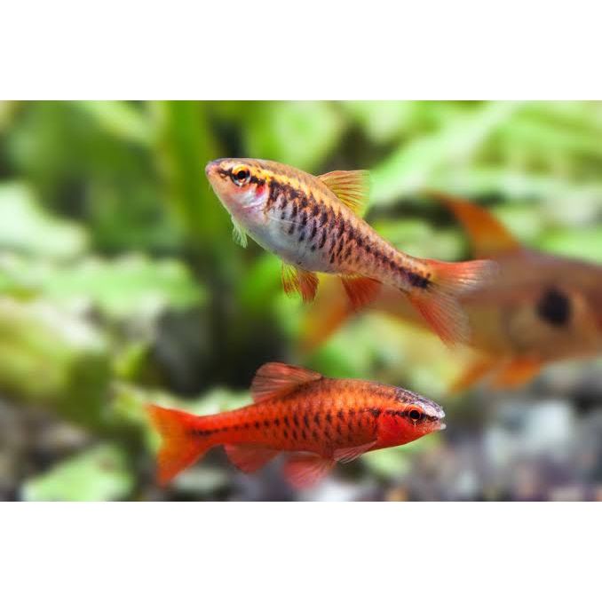 Barb - Cherry 3cm Micro Aquatic Shop