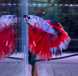 Betta Male - Dark Knight D1 Micro Aquatic Shop