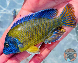 African Cichlid - Neon Blue Peacock 5cm Micro Aquatic Shop