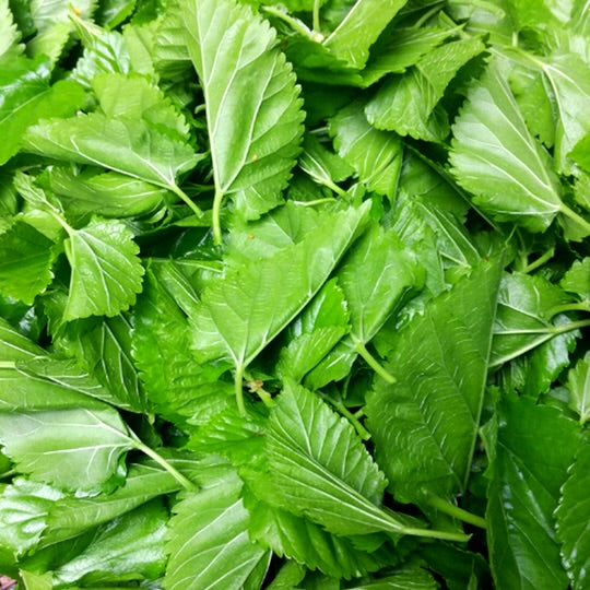Fresh Mulberry Leaves - Shrimp and Algae Eater Fish Food