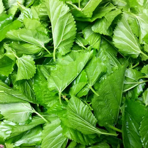 Fresh Mulberry Leaves - Shrimp and Algae Eater Fish Food Micro Aquatic Shop