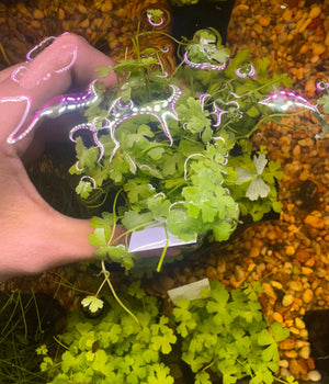 Buy 3 Get 1 Free Aquarium Plants Bundle Micro Aquatic Shop