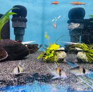 Corydoras Adolfoi 2.5cm Micro Aquatic Shop