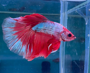 Betta Male - Rainbow Color C2 Micro Aquatic Shop
