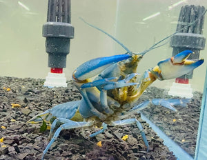 Yabbie – Blue Claw Yabby / Crayfish 8-10cm Micro Aquatic Shop
