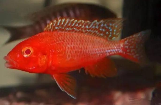 Albino Fire Red Peacock Cichlid 5cm Micro Aquatic Shop