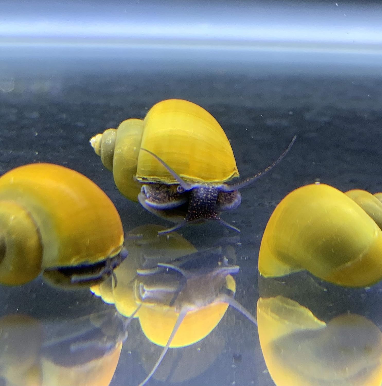 Mystery Snail - Olive Jade Micro Aquatic Shop