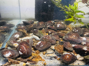 Fresh water Mussel -Live Filteration Micro Aquatic Shop