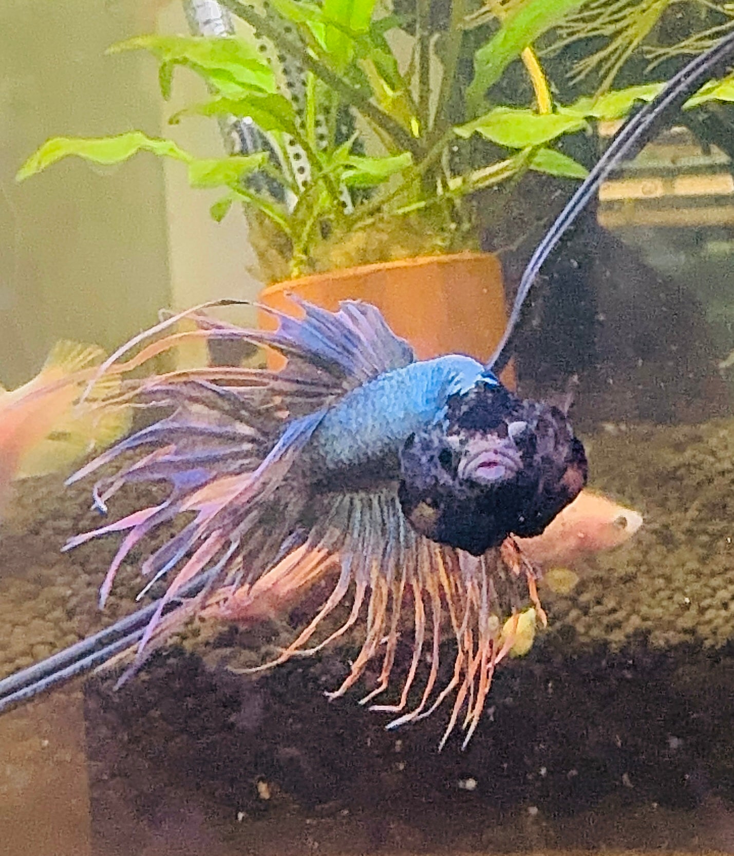 Premium Crown Male Betta A1