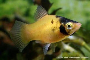 Platies- Bumble Bee Yellow Micro Aquatic Shop