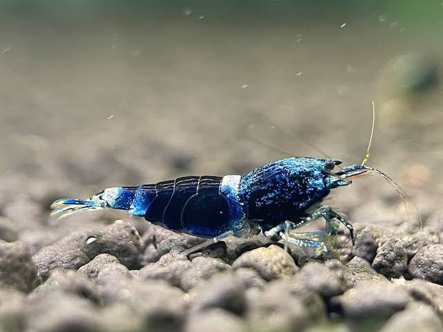 Ocean Blue Shrimp