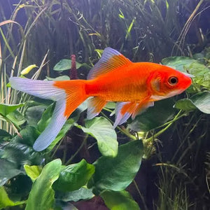 Gold Fish - Comet 5cm ( cold water ) Micro Aquatic Shop