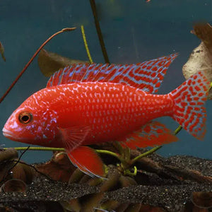 Dragon Blood Peacock Cichlid 5cm Micro Aquatic Shop