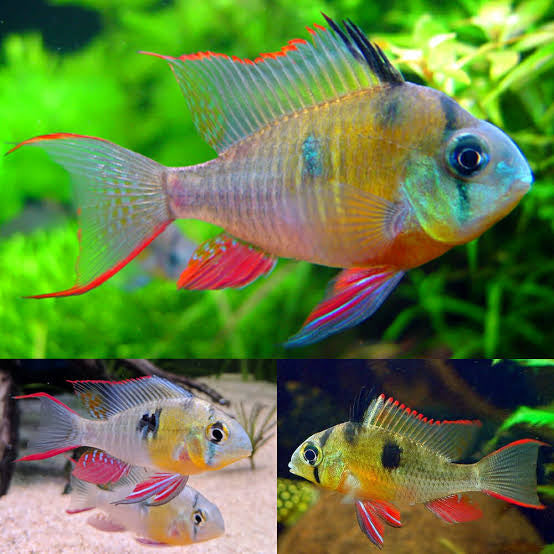 Dwarf Cichlid - Bolivian Ram (Mikrogeophagus Altispinosus) Micro Aquatic Shop