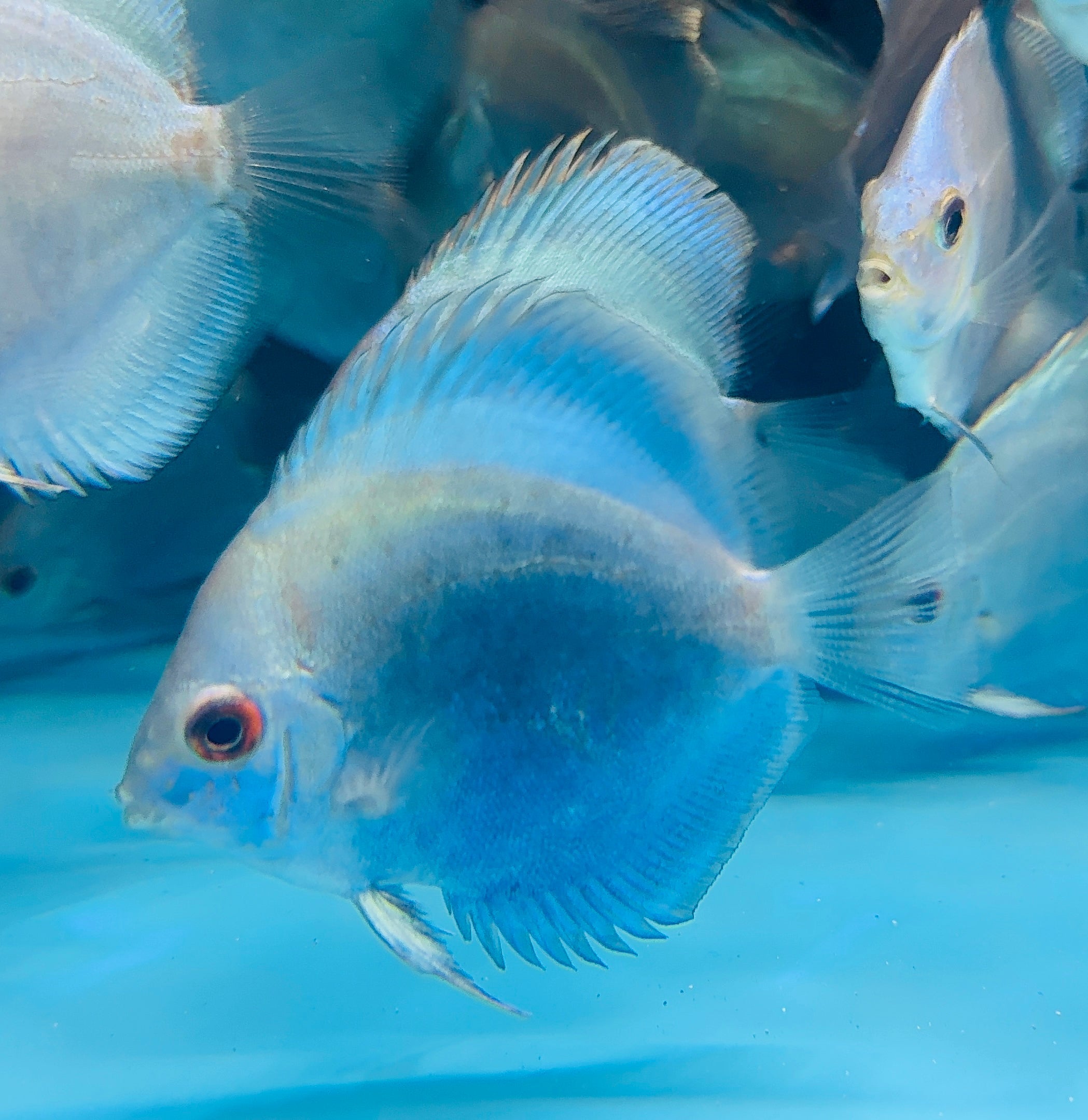 Discus - Blue Diamond 8-9cm Micro Aquatic Shop