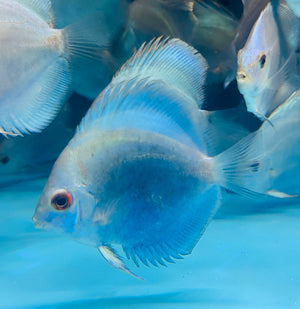 Discus - Blue Diamond 8-9cm Micro Aquatic Shop