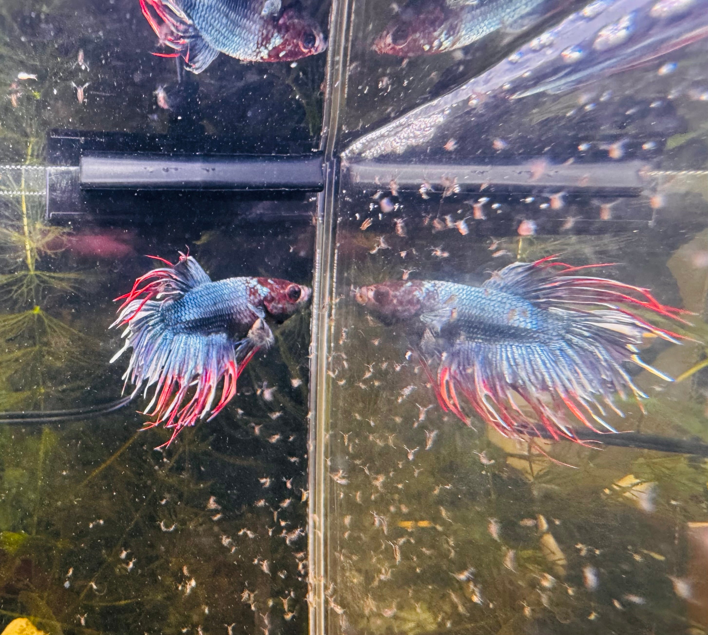 Premium Crown Male Betta A1