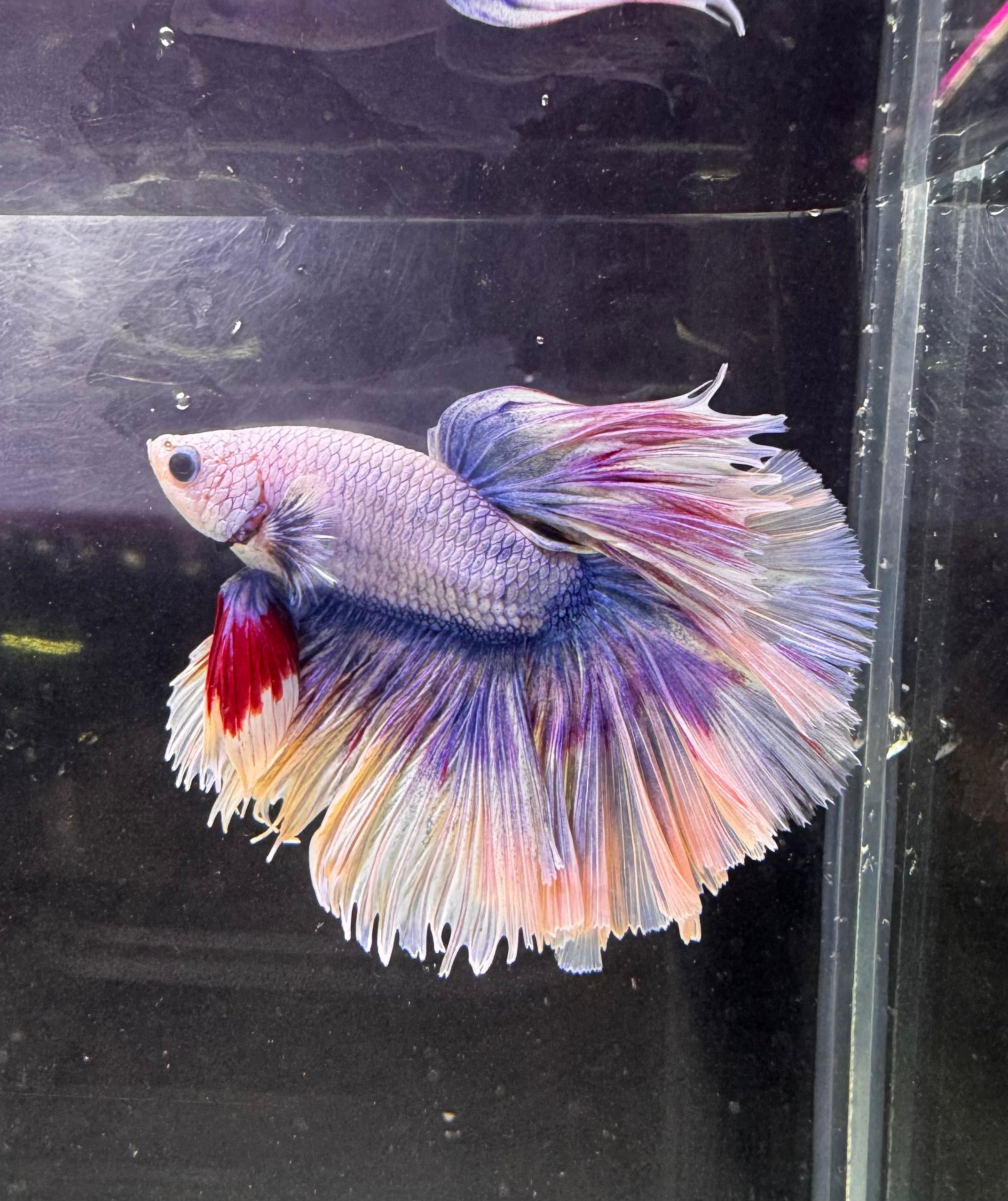 Betta Male - A Grade Half Moon Dreammy