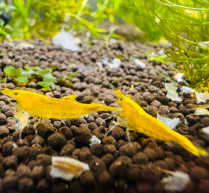Cherry Shrimp - Golden Back Micro Aquatic Shop