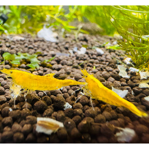 Cherry Shrimp - Golden Back Yellow 1cm Micro Aquatic Shop